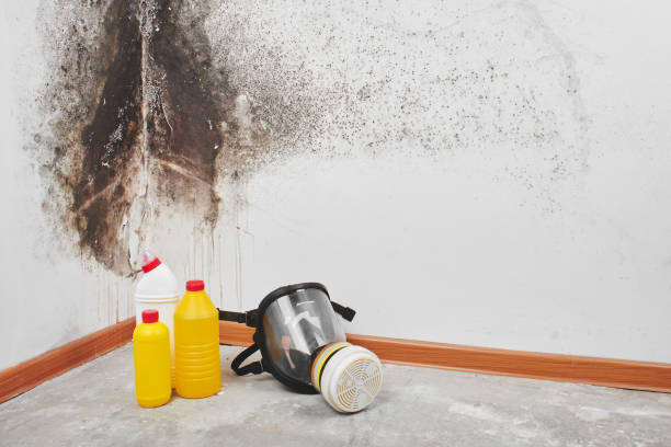 Trusted Southmayd, TX Mold Remediation Experts